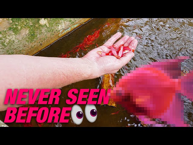 Pink Fluorescent Angelfish What Nobody Tells You About Angelfish Care?