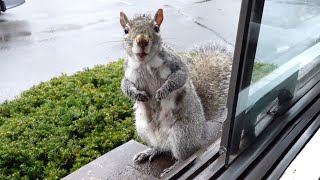 I made a mistake by Squirrels at the window 28,341 views 3 weeks ago 5 minutes, 29 seconds