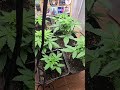 they growing along good now. 4 weeks on Thursday  😀 dont forget to subscribe and comment cannafam ❤️