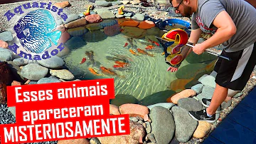 Quais são os peixes que comem girinos?