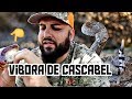 Vibora de CASCABEL ☣ Cosina SALVAJE 🔥🐍 [ Rattlesnake Tacos ]