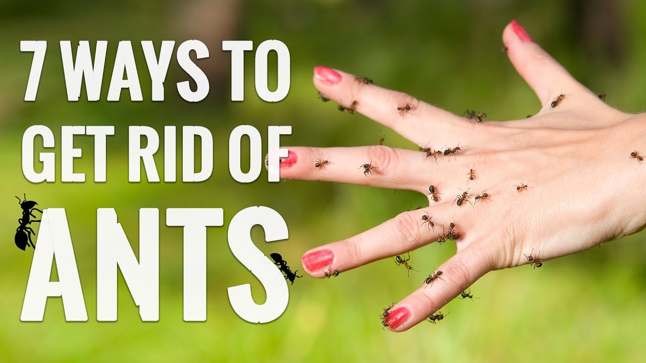 ⁣7 Genius Ways to Get Rid of ANTS!