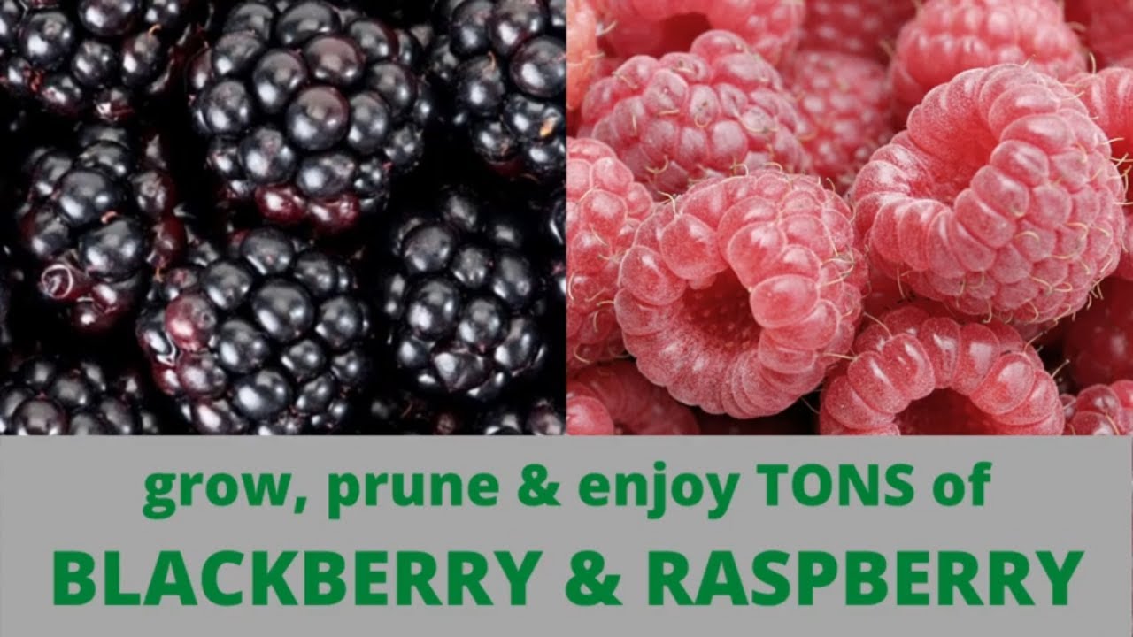 Growing Raspberries and Blackberries follow 9 varieties from messy