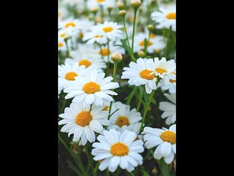 سورة الأحقاف أية ٢٩ ٣٠ عبدالرحمن الحميداني