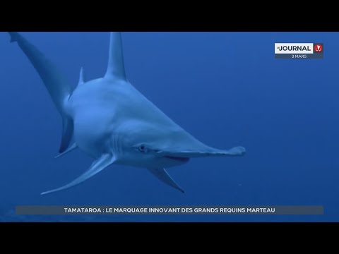 Tamataroa : le marquage innovant des grands requins-marteaux