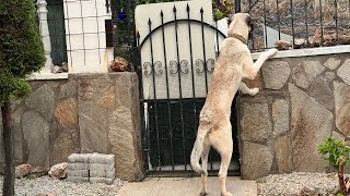 Kangal Welpen am Abend in Alanya Antalya, Türkei, 19. Mai 2024 | Kangal Dogs