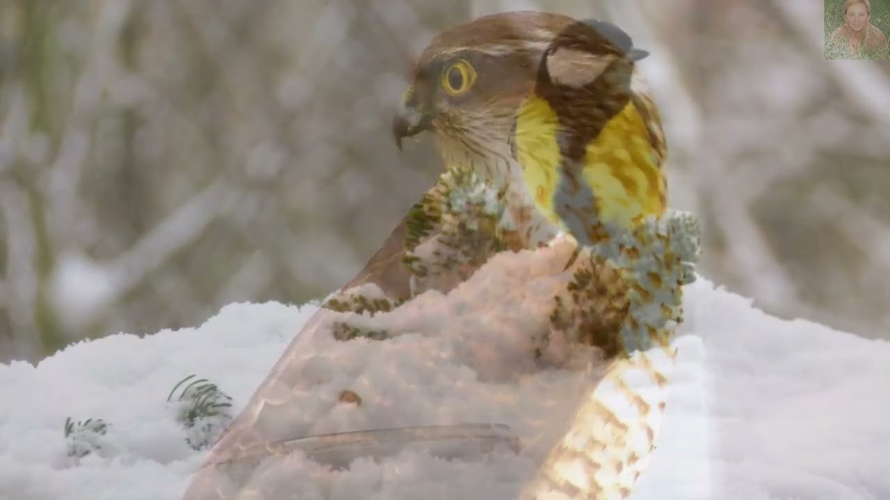 UROK  ZIMOWYCH  DNI... CZ. III