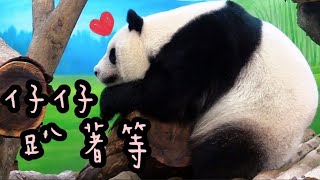 圓仔趴在木頭等放食，圓滾滾像一顆球|熊貓貓熊The Giant Panda Yuan Yuan and Yuan Bao|台北市立動物園