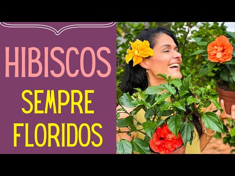 Vídeo: Dicas sobre como cuidar de plantas de hibisco