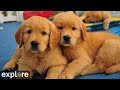 Outdoor puppy pen at warrior canine connection powered by exploreorg