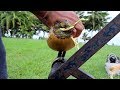 The Coconut Husking Machine Hawaii