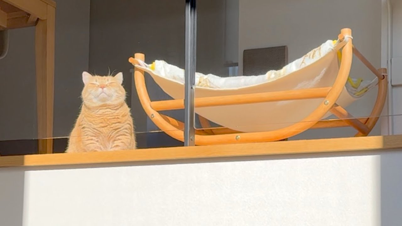 【Live動画風】こんがりプリンの移動式日光浴