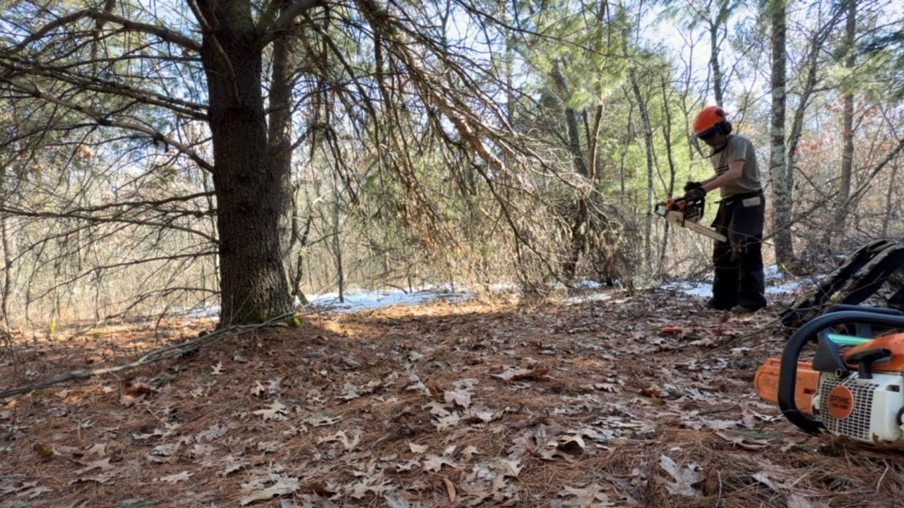 Got a snapped pine tree down today, back at the cabin - YouTube