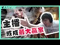 主播又非出去了？藍藍幫大爆炸！！可是怎麼有點怪怪的！？？｜白夜極光｜【懶貓 LanCat】