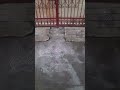 rangoli designs #viralshort #indianart #trending #ytviral