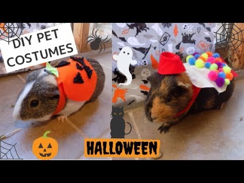 guinea-pig-halloween-costumes