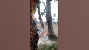 খেজুরের রস সংগ্রহ | শীতের সকাল|  Collecting Juice from Date Palm Tree | Winter Video in Bangladesh