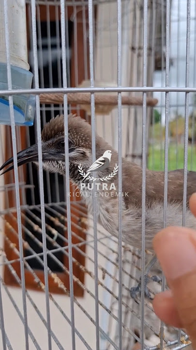Burung Cucak Timor non tanduk atau Koak Kikok Gacor #cucaktimor #koakkikok #cucaktimornontanduk