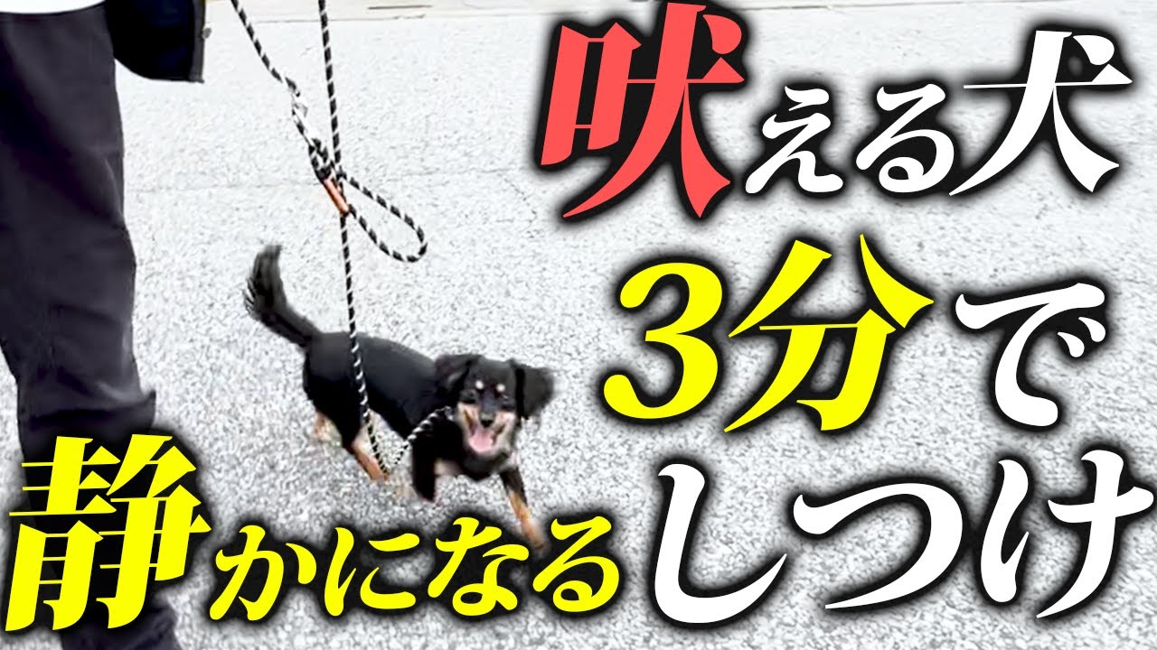 【実録】散歩の吠え、興奮MAXの犬が“3分で落ち着く”瞬間【警察犬ドッグトレーナー解説】