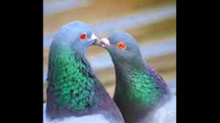 Sun Electric - Pitcheon