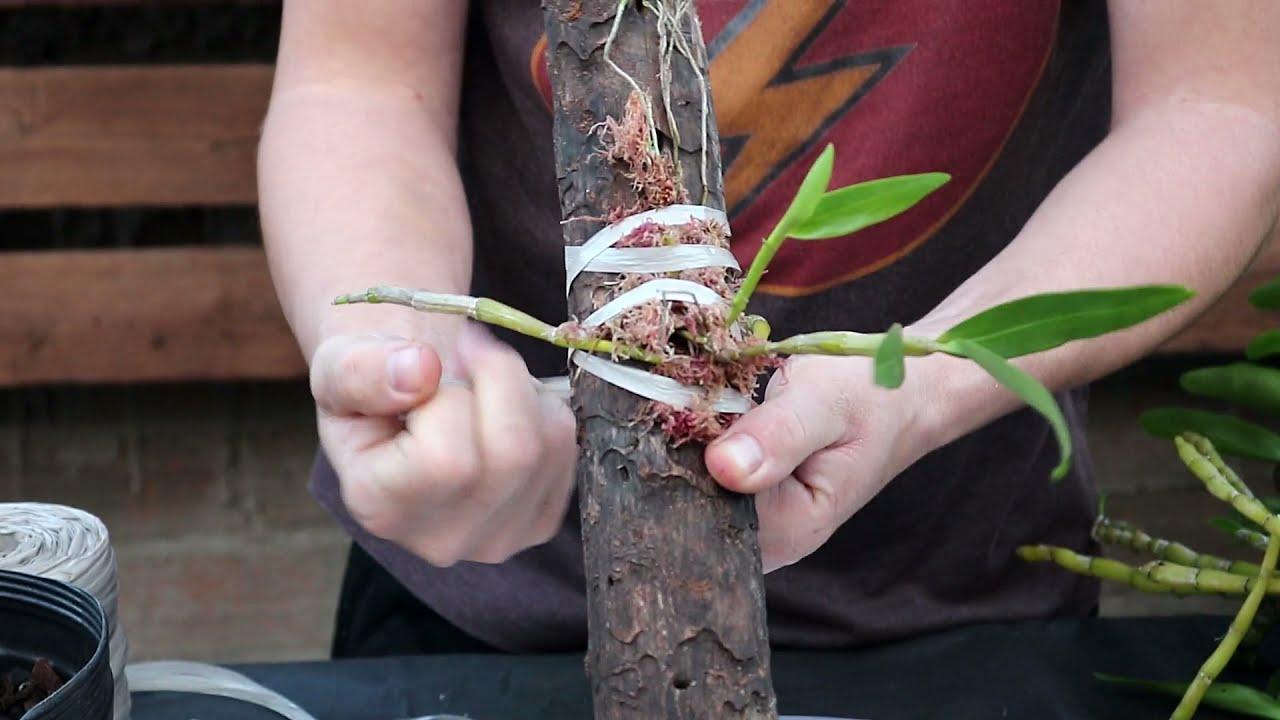 Como Cultivar Dendrobium Nobile (Orquídea olho de boneca) | Fazendo muda e plantando