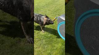 #penguin #cuteanimals #germanshepherd #helpmemakethismakesense #helpmemakethismakesense