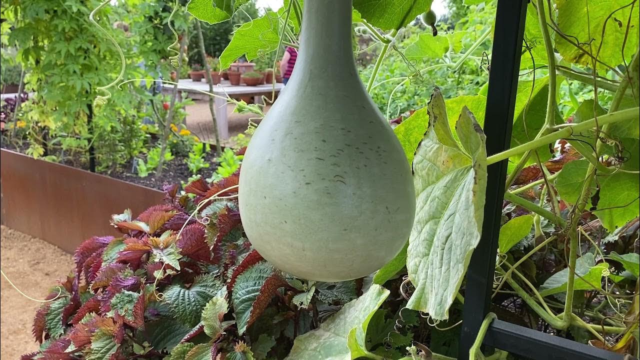 Декоративный огород: как создавалась овощная клумба у меня на даче