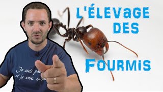 Retour dans l'élevage des fourmis