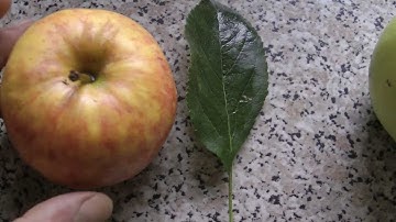 Apple identification