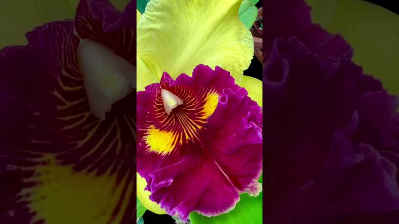 Beautiful Cattleyas this weekend at OFE Orchid Supply in Homestead, FL.