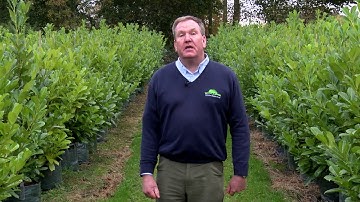 Instant Hedging with Wykeham Premium Laurel Blocks