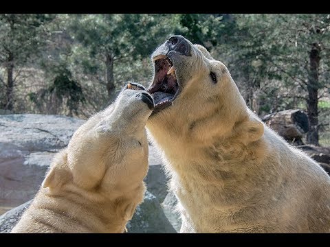 Video: Piante E Animali Della Tundra