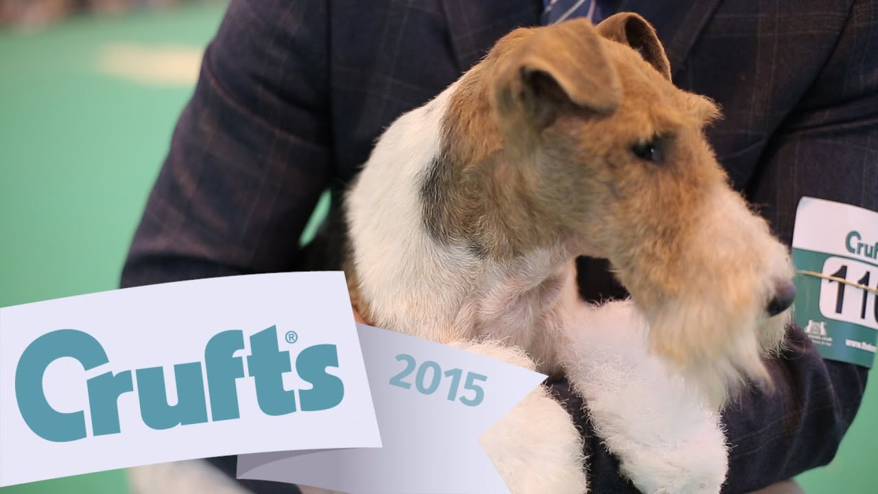 Best of Breed - Fox Terrier and winner's interview | Crufts 2015