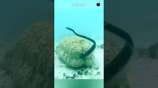 Why Does Pearl Fish Enter The Sea Cubers ?