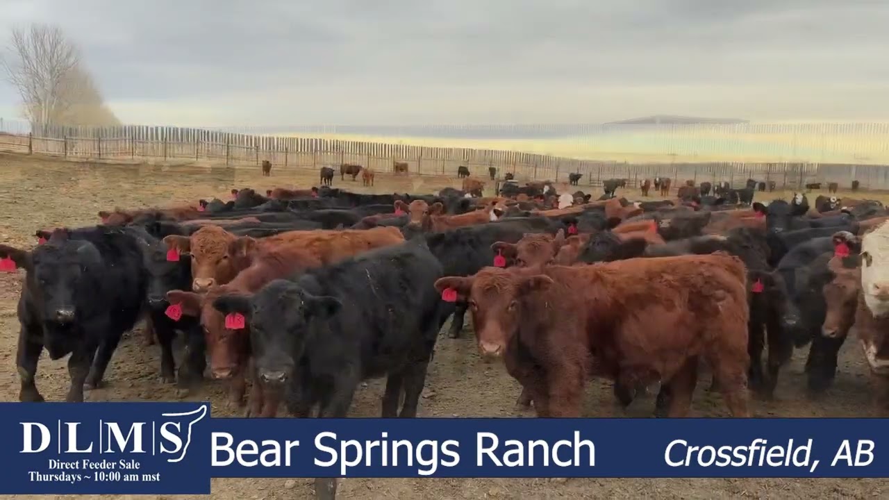 DLMS Direct - Bear Springs Ranch