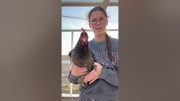 Treating Egg Bound Hens