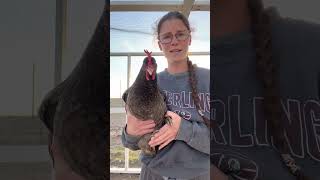 Treating Egg Bound Hens