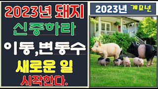 [2023년 돼지띠 운세]새로운 일 시작하나 신중(?)하고 투자는 불리/47년 59년 71년 83년 95년 …