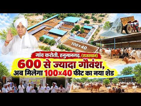 गांव करोती, हनुमानगढ़, राजस्थान: गौशाला के लिए 1000 क्विंटल चारा पहुंचा & 100×40 फीट शेड बनना शुरू