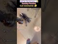 Ranking the Funniest Cat Moments Ever 😂🐱#shorts