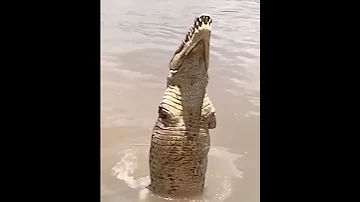 CHEKA NA MKUDE SIMBA LUFUFU KAMA UNATAKA NJOO 