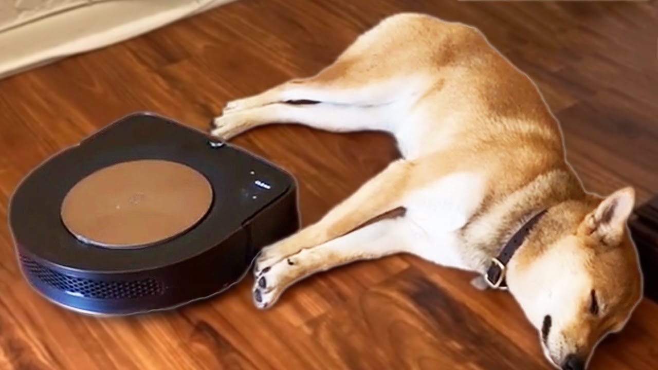 Roomba struggles to get past Sleeping Dog