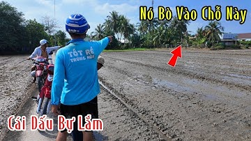 Lần Theo Dấu Vết Con Rắn Hổ Mang | Mười Thương SB