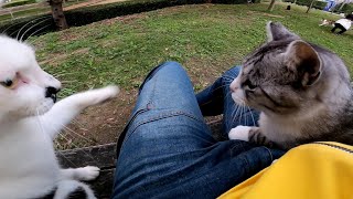 座ったら野良猫が膝の上に乗ってくる公園のベンチ