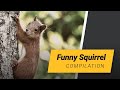 Squirrels vs. Bird Feeders | Funny Compilation