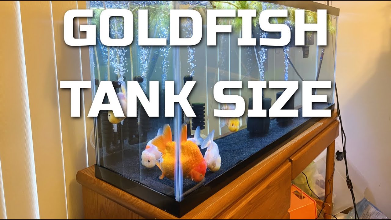 Goldfish Tank Size - How Big Does Your Tank Need To Be?