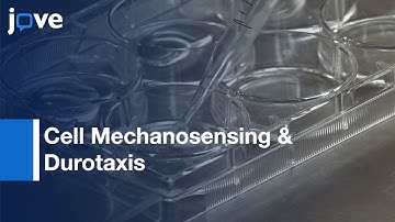 Simplified System For Evaluating Cell Mechanosensing & Durotaxis l Protocol Preview