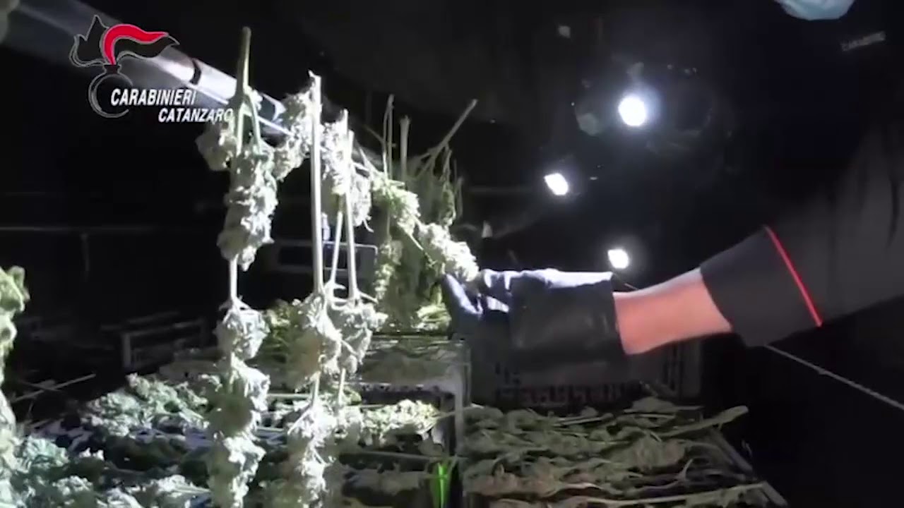 SELLIA: MAXI SEQUESTRO PIANTAGIONE DI DROGA | IL VIDEO