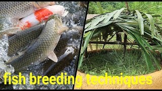 Primitive Skills: Fresh water fish breeding techniques - Part1
