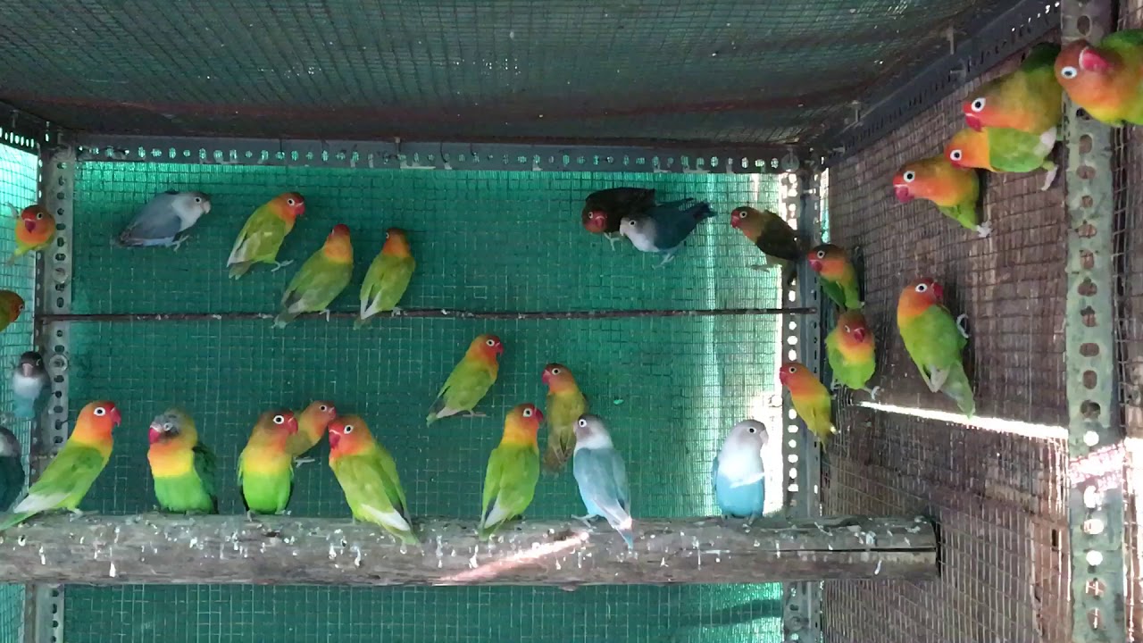African lovebirds mutation colony in Aurangabad Maharashtra 